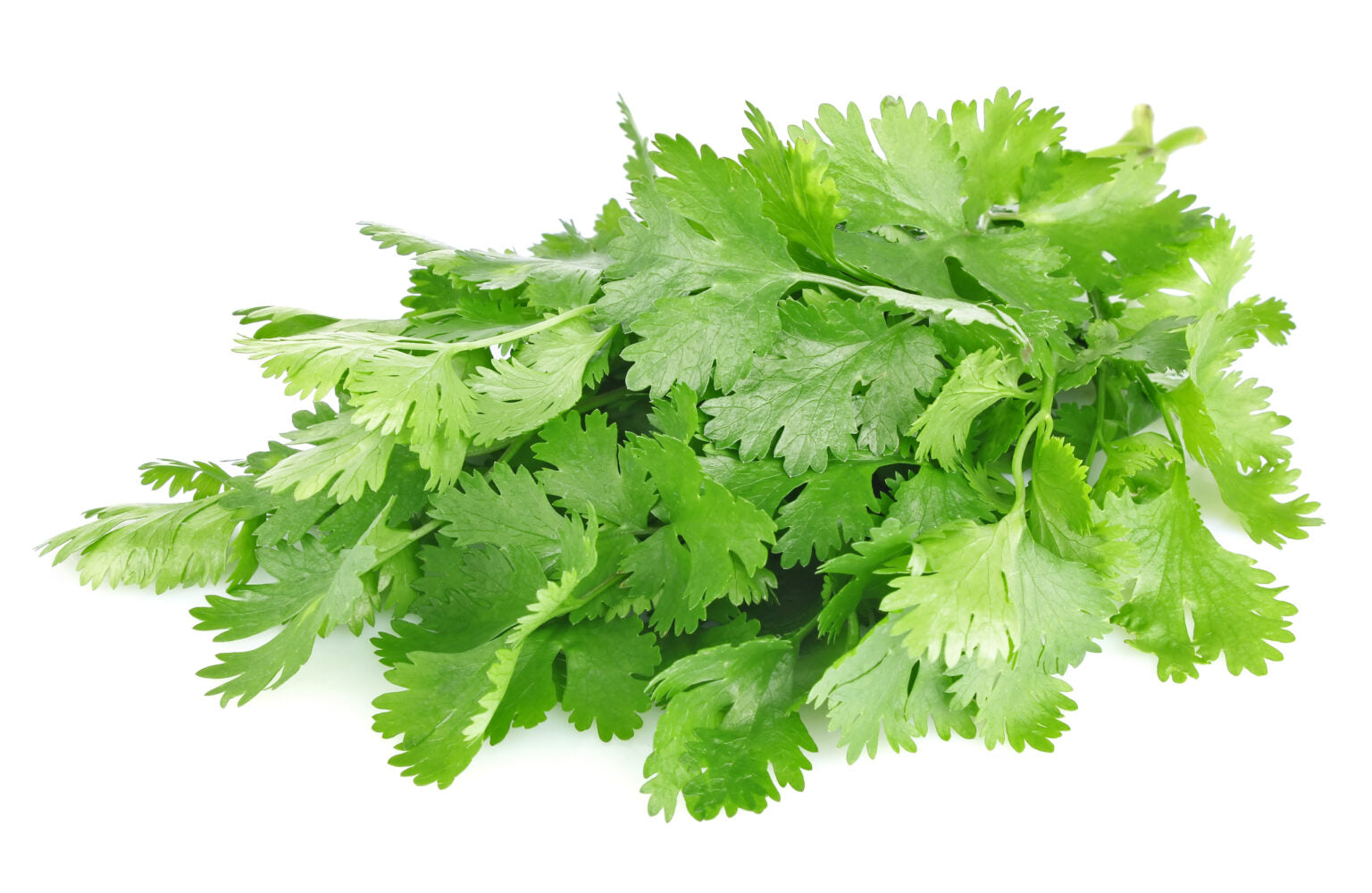 Coriander (Cilantro)