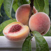 August Rose™ Peach