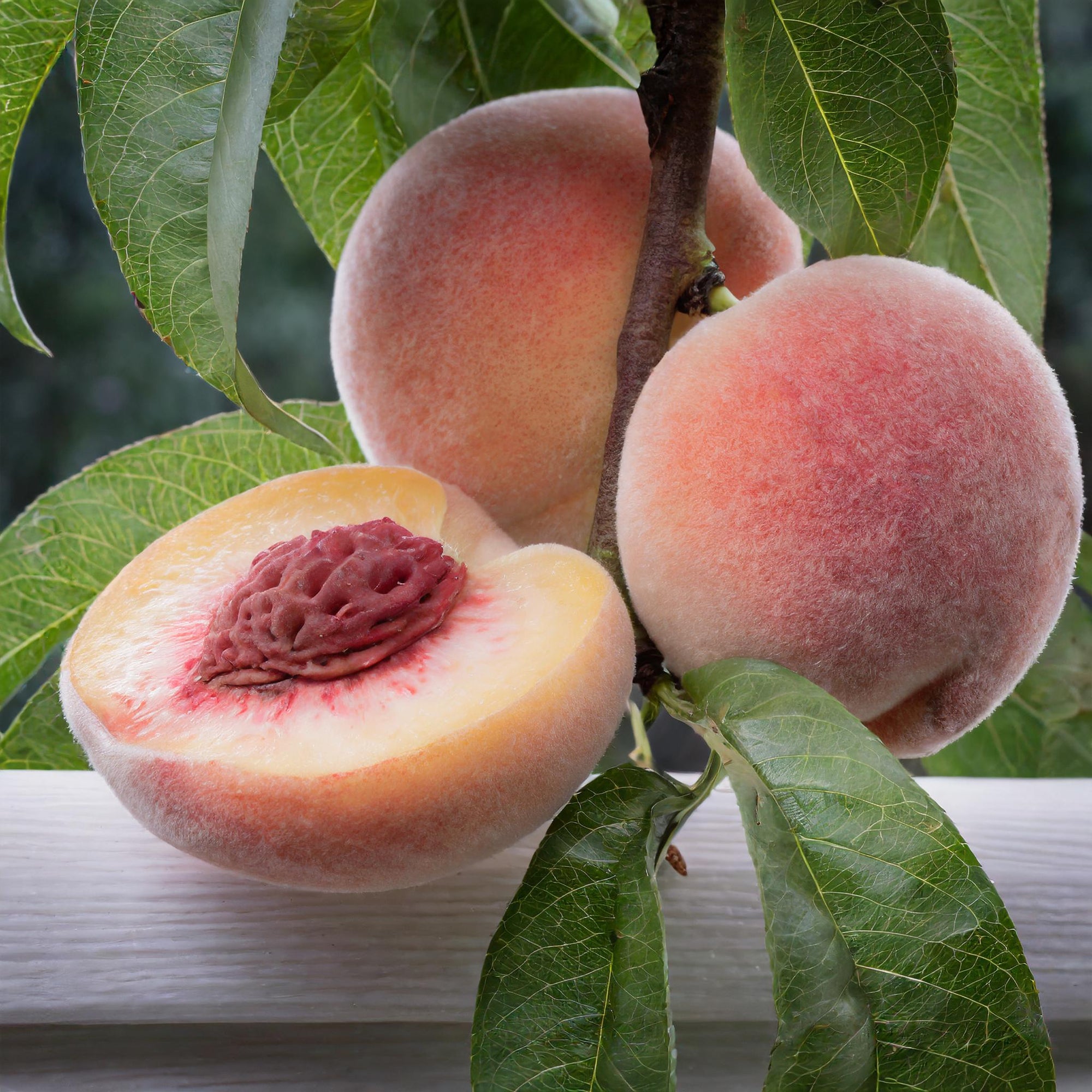 August Rose™ Peach