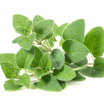 Greek Oregano