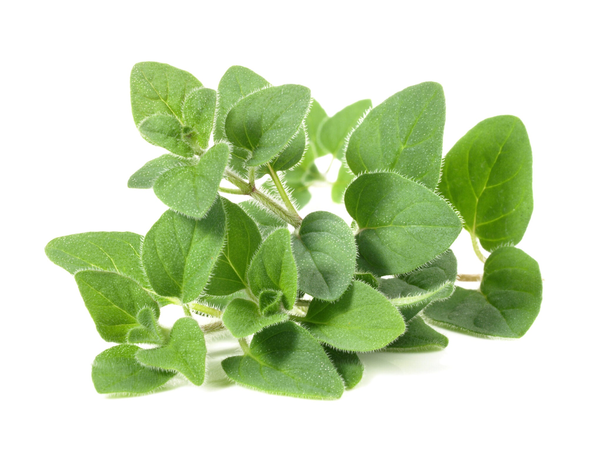 Greek Oregano