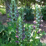 Acanthus hungaricus Hungarian Bear's Breeches