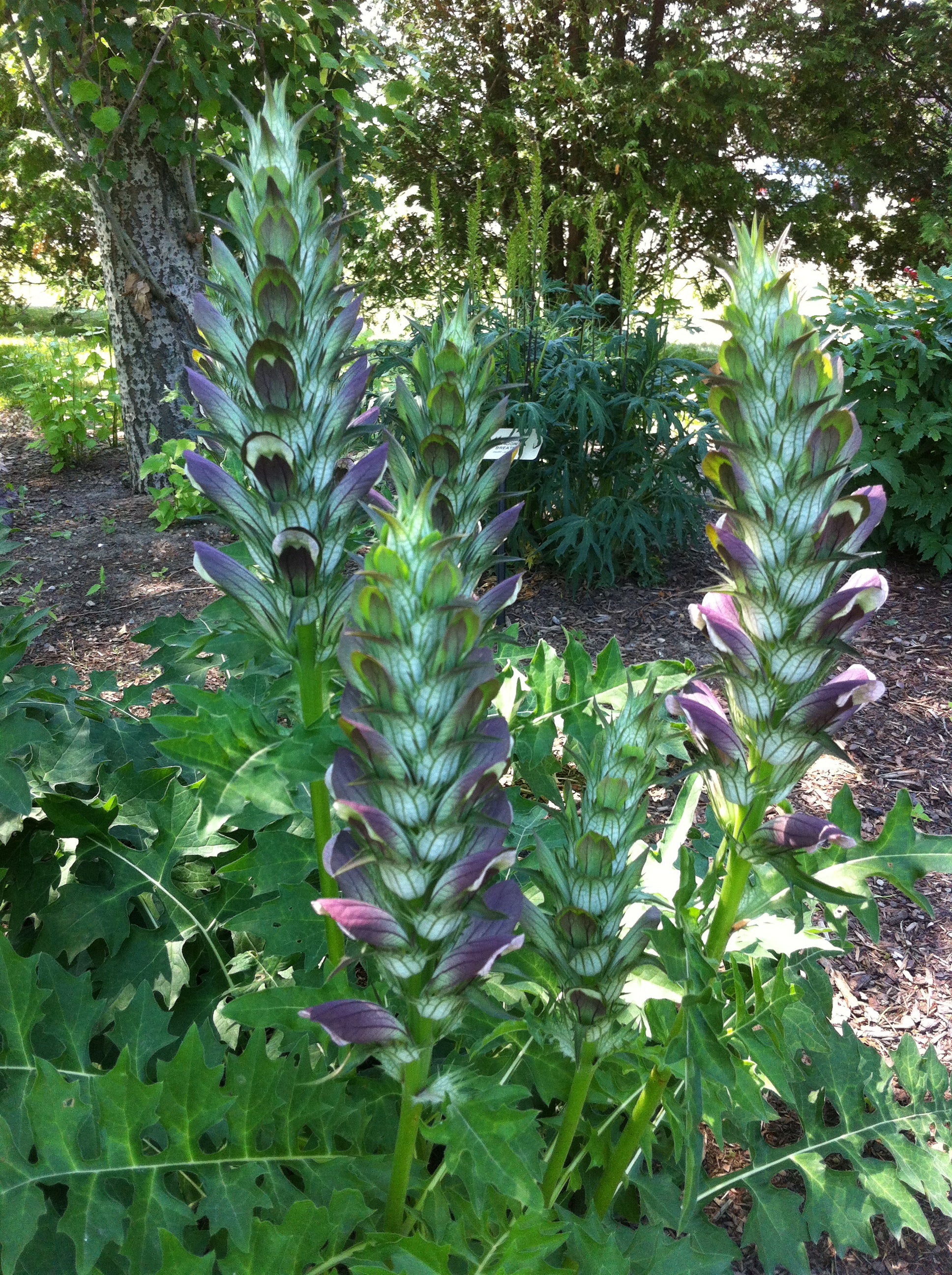 Acanthus hungaricus Hungarian Bear's Breeches