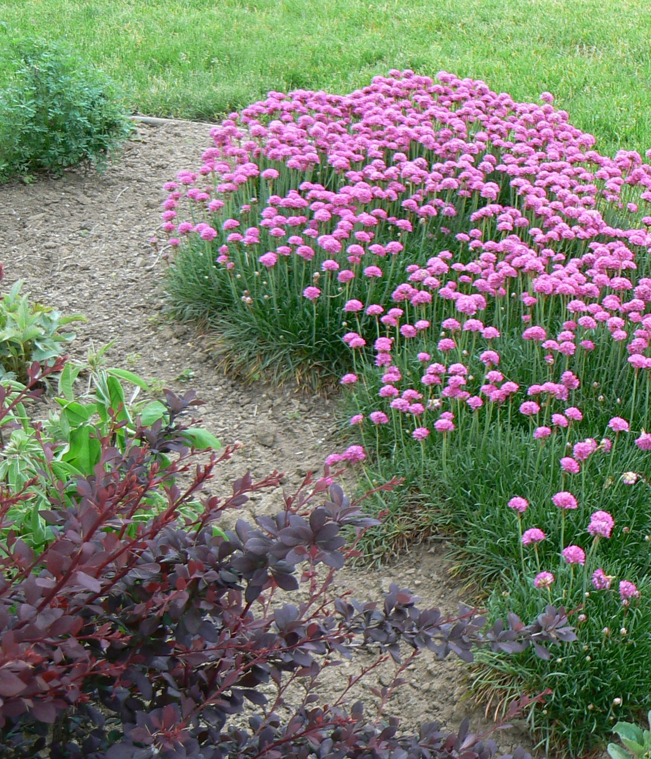 Armeria maritima Dusseldorf Pride Thrift