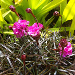 Armeria maritima Rubrifolia Red leaved Sea Thrift