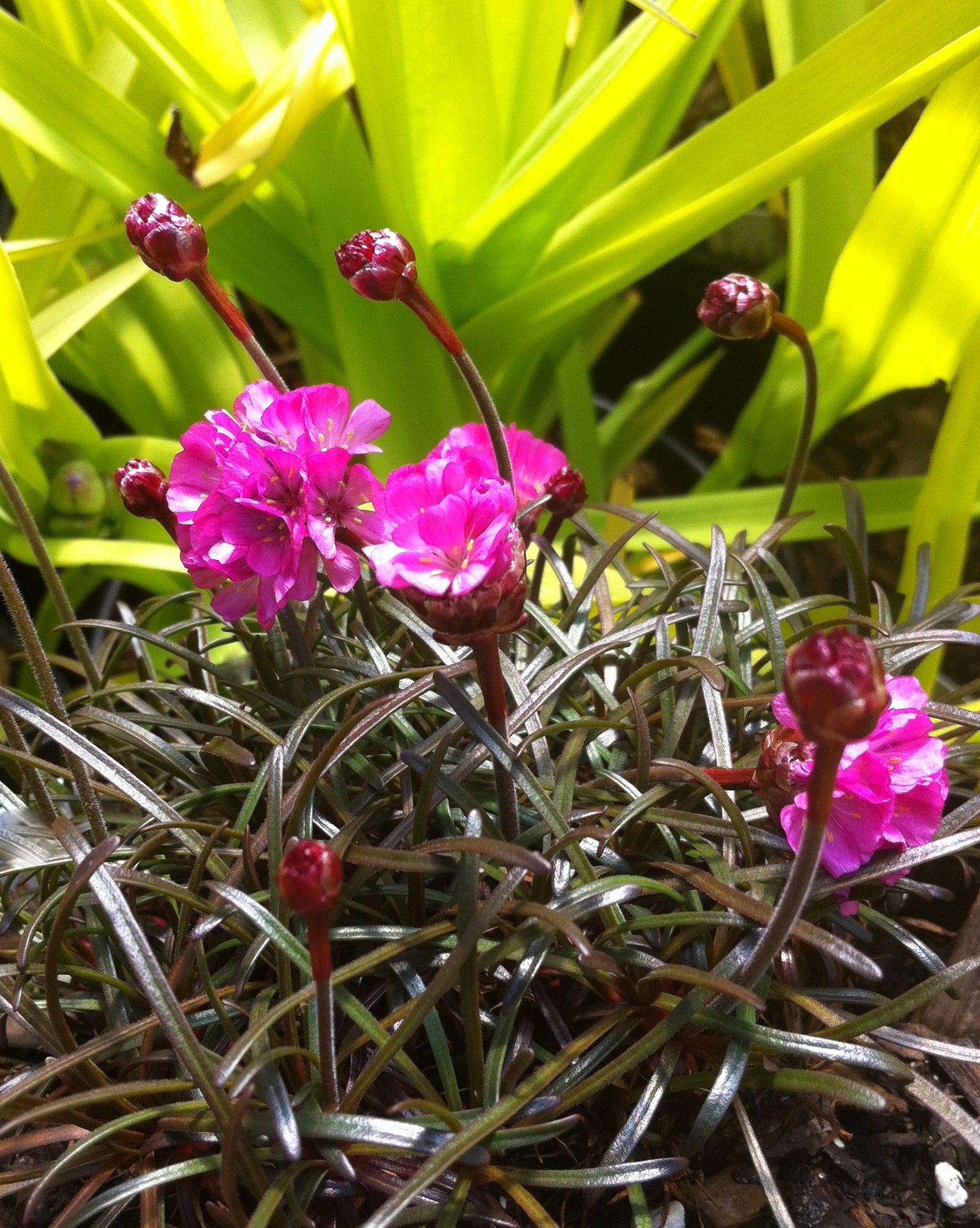 Armeria maritima Rubrifolia Red leaved Sea Thrift