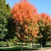 Acer saccharum Legacy PP4979 Legacy Sugar Maple