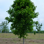 Acer tataricum Tatarian Maple