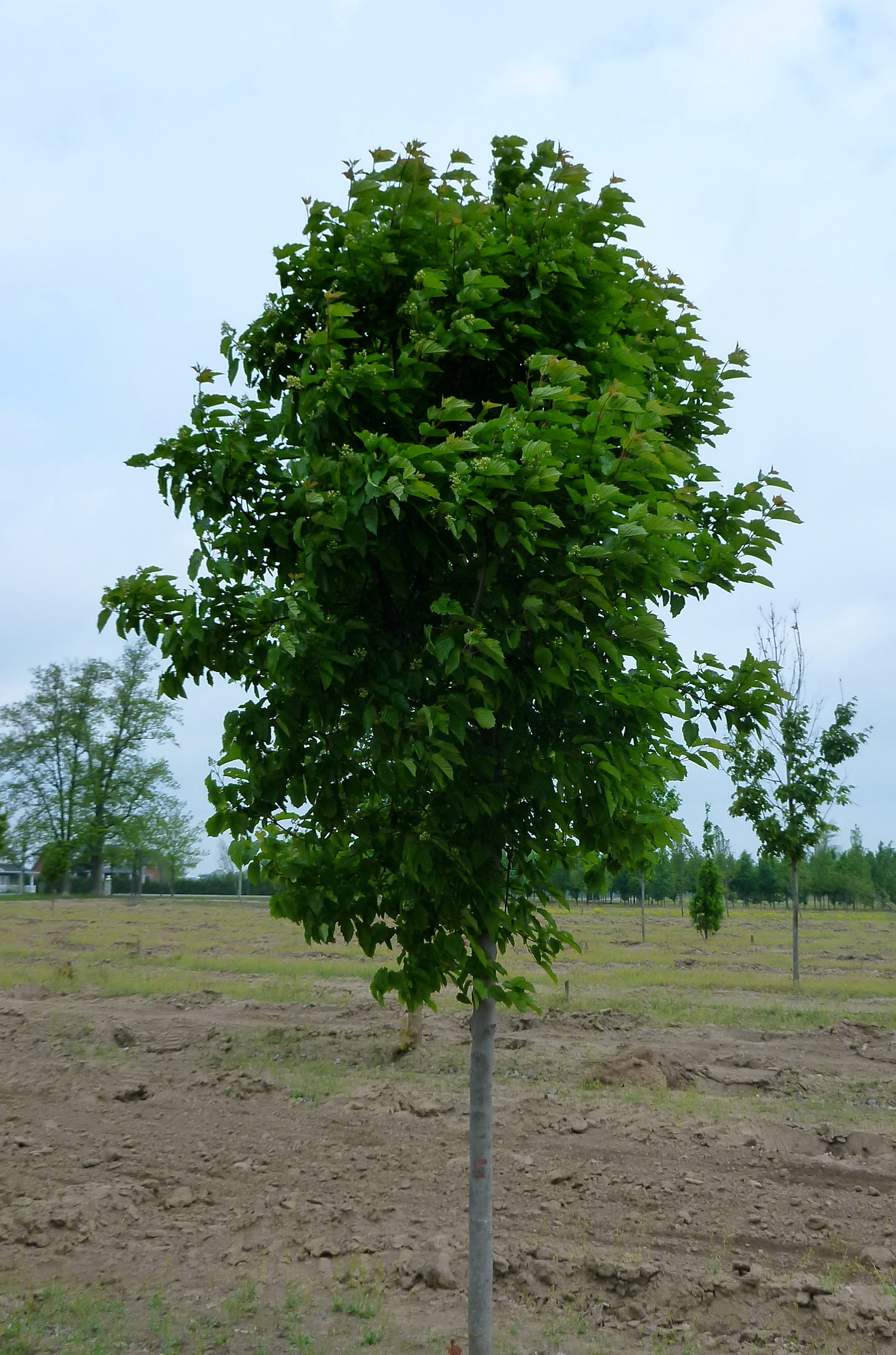 Acer tataricum Tatarian Maple