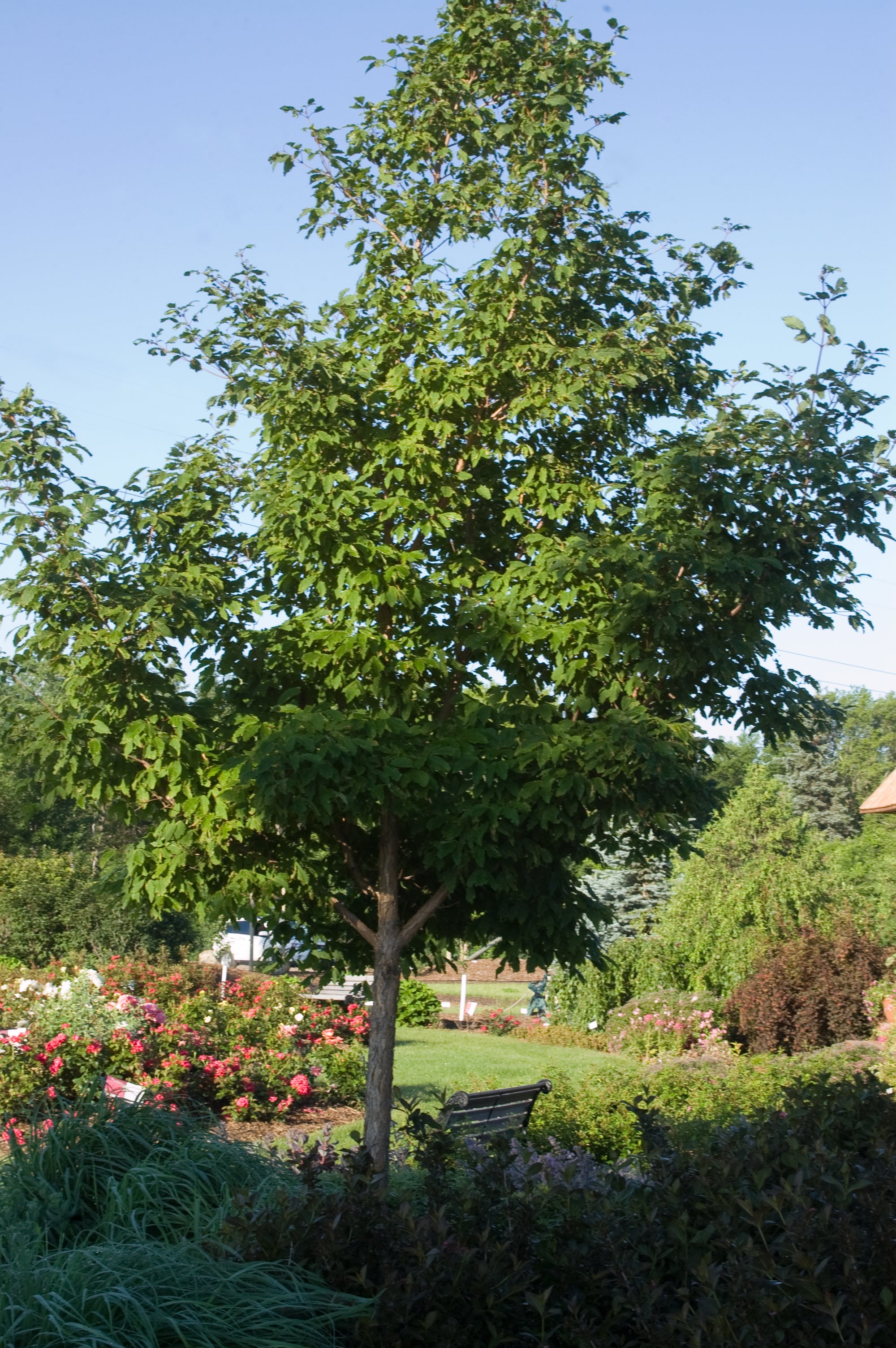 Acer triflorum Three flower Maple