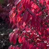 Euonymus alatus Compactus Dwarf Burning Bush