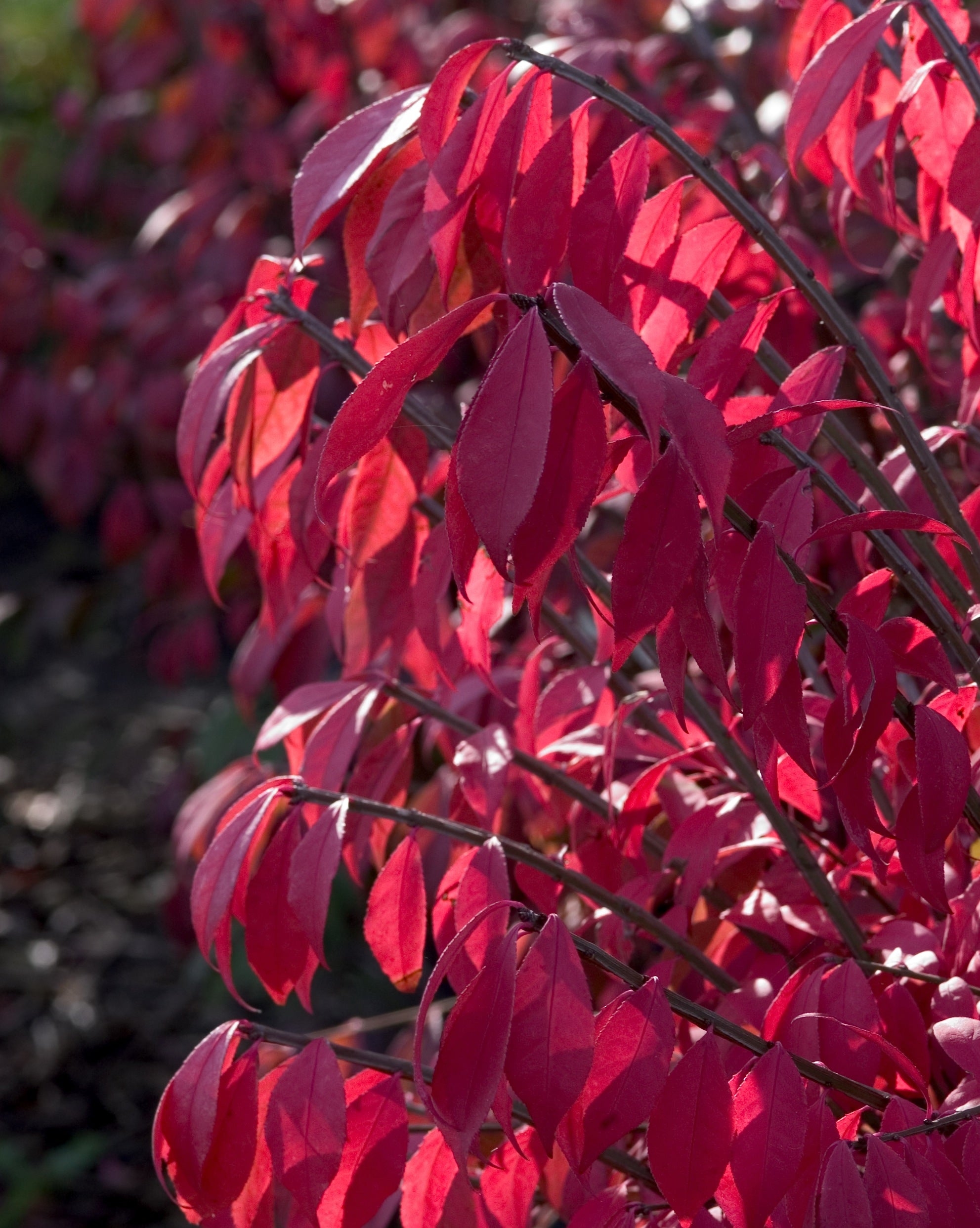 Euonymus alatus Compactus Dwarf Burning Bush