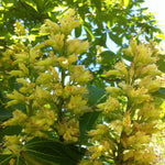 Aesculus glabra Ohio Buckeye