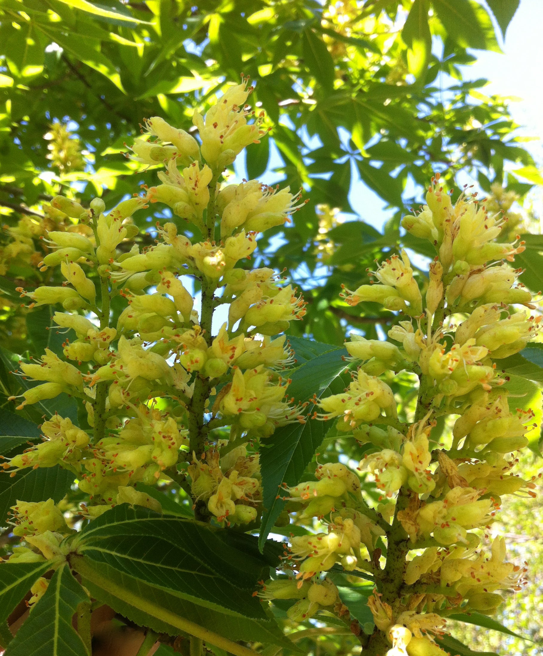 Aesculus glabra Ohio Buckeye