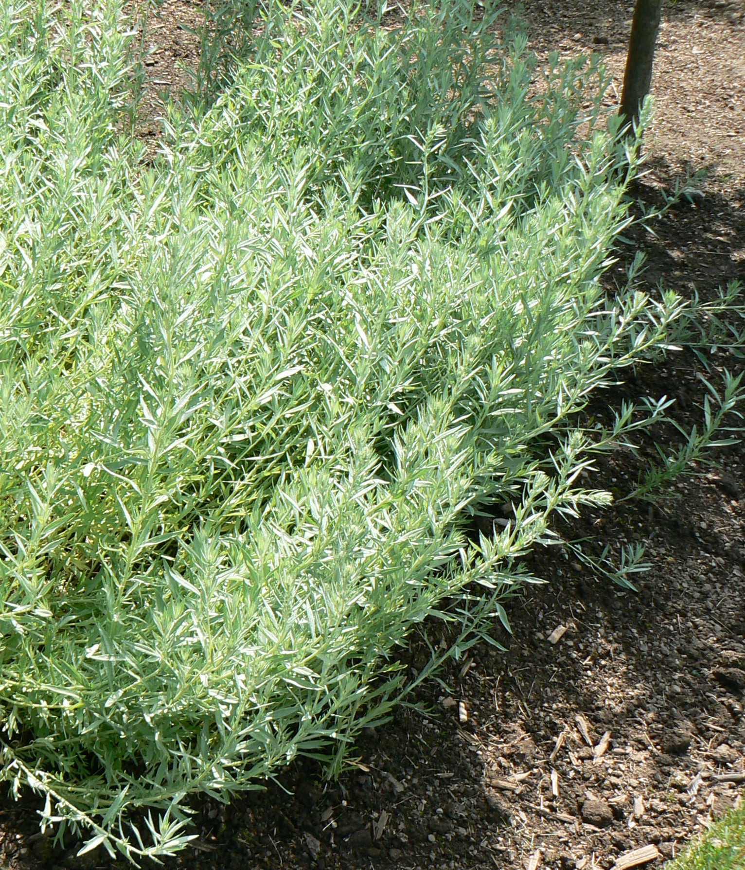 Artemisia ludoviciana Silver Sagebrush