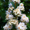 Aesculus hippocastanum Baumannii Bauman Horsechestnut