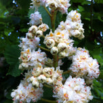 Aesculus hippocastanum Baumannii Bauman Horsechestnut