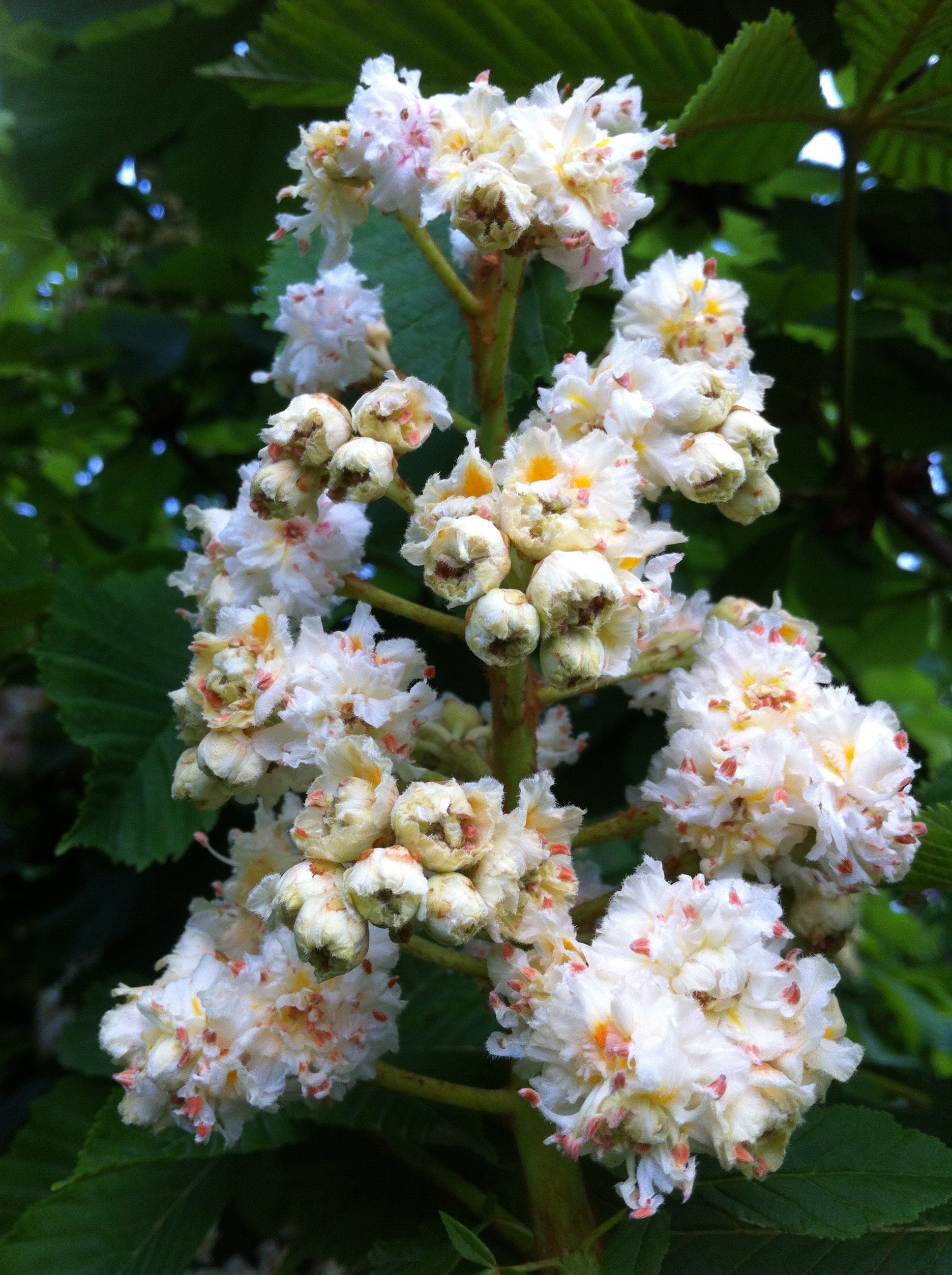 Aesculus hippocastanum Baumannii Bauman Horsechestnut