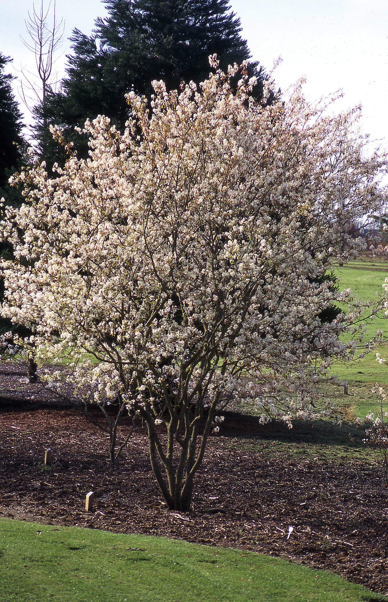 Amelanchier x grandiflora Autumn Brilliance PP5717 Autumn Brilliance Serviceberry