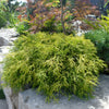 Chamaecyparis pisifera Sungold Sungold Falsecypress