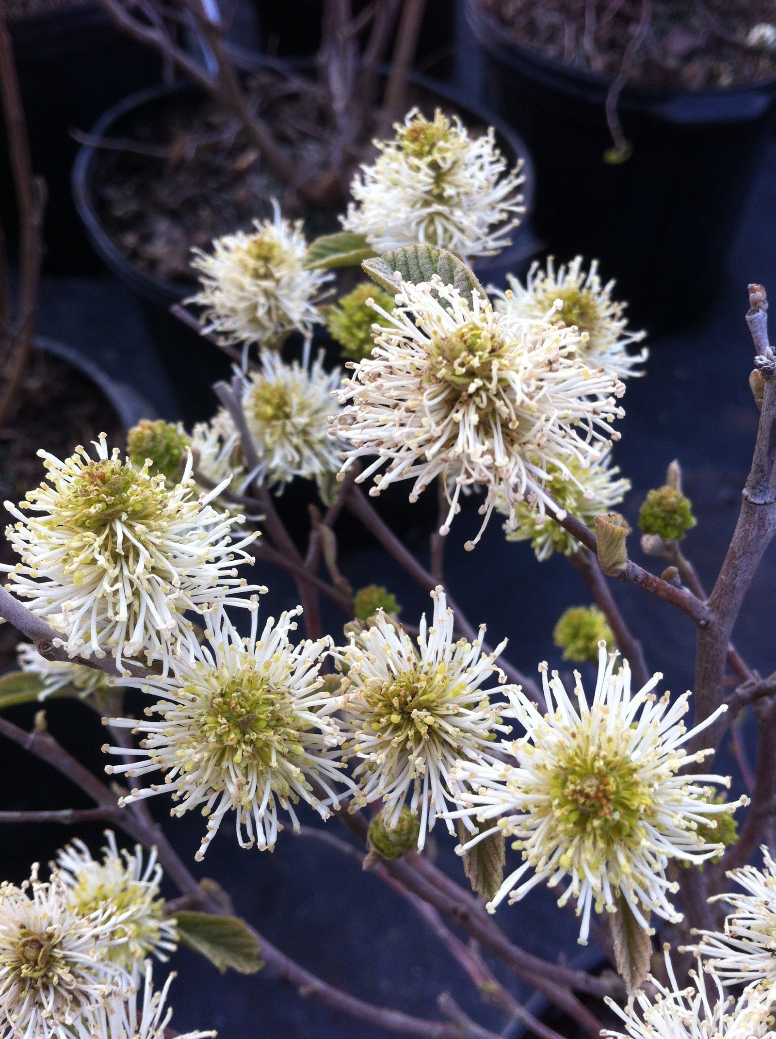 Fothergilla gardenii Dwarf Fothergilla