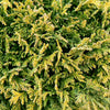 Chamaecyparis pisifera Golden Pincushion Golden Pincushion Falsecypress