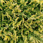 Chamaecyparis pisifera Golden Pincushion Golden Pincushion Falsecypress