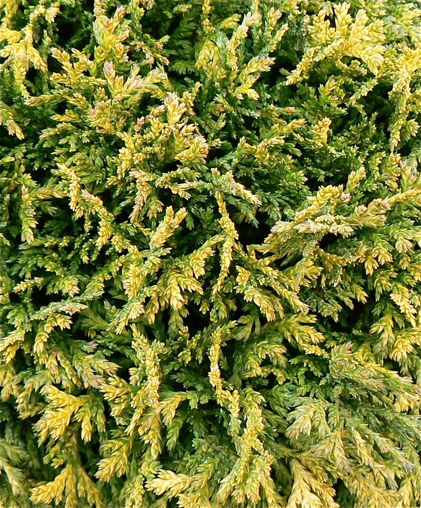 Chamaecyparis pisifera Golden Pincushion Golden Pincushion Falsecypress