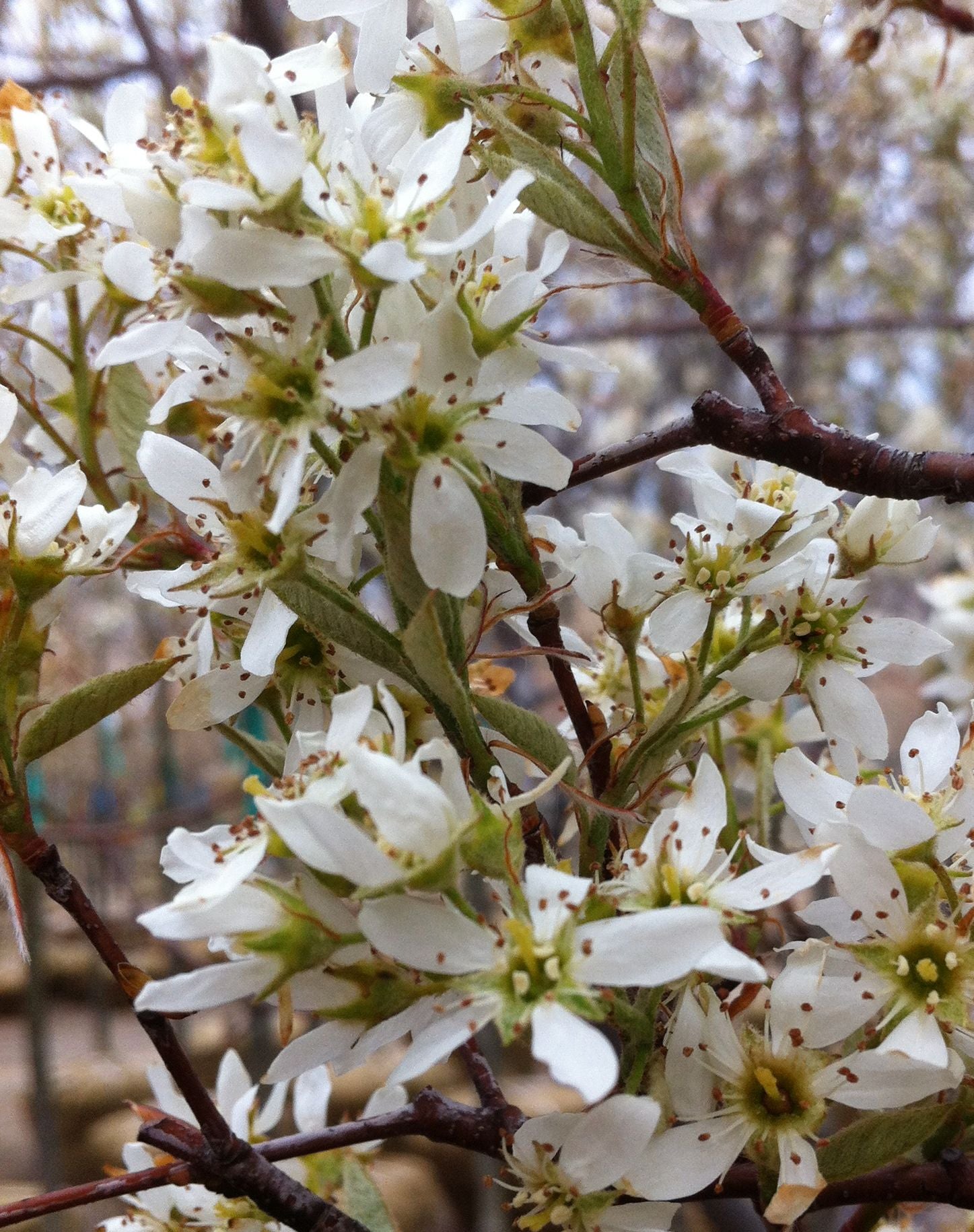 Amelanchier laevis Cumulus Cumulus Serviceberry