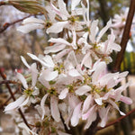 Amelanchier x grandiflora Robin Hill Robin Hill Serviceberry