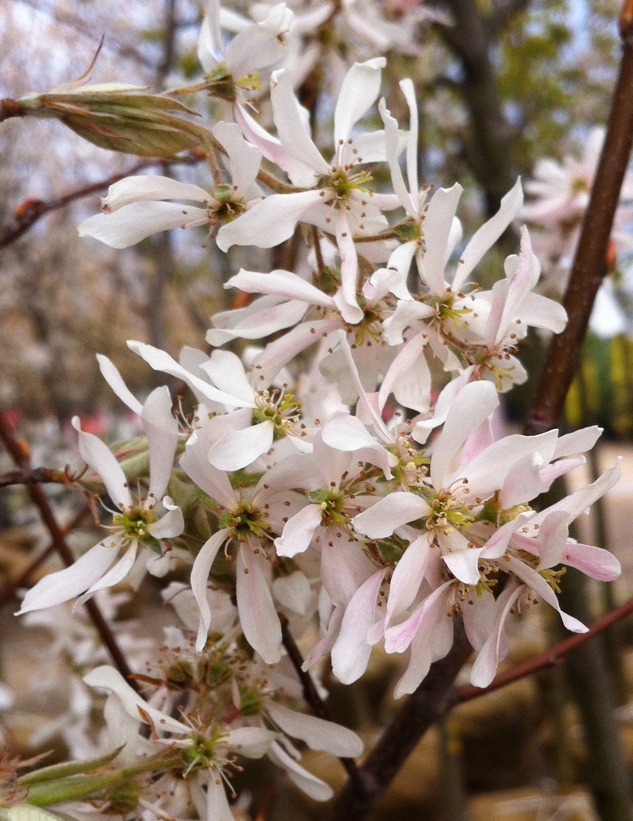 Amelanchier x grandiflora Robin Hill Robin Hill Serviceberry