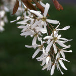 Amelanchier laevis Allegheny Serviceberry