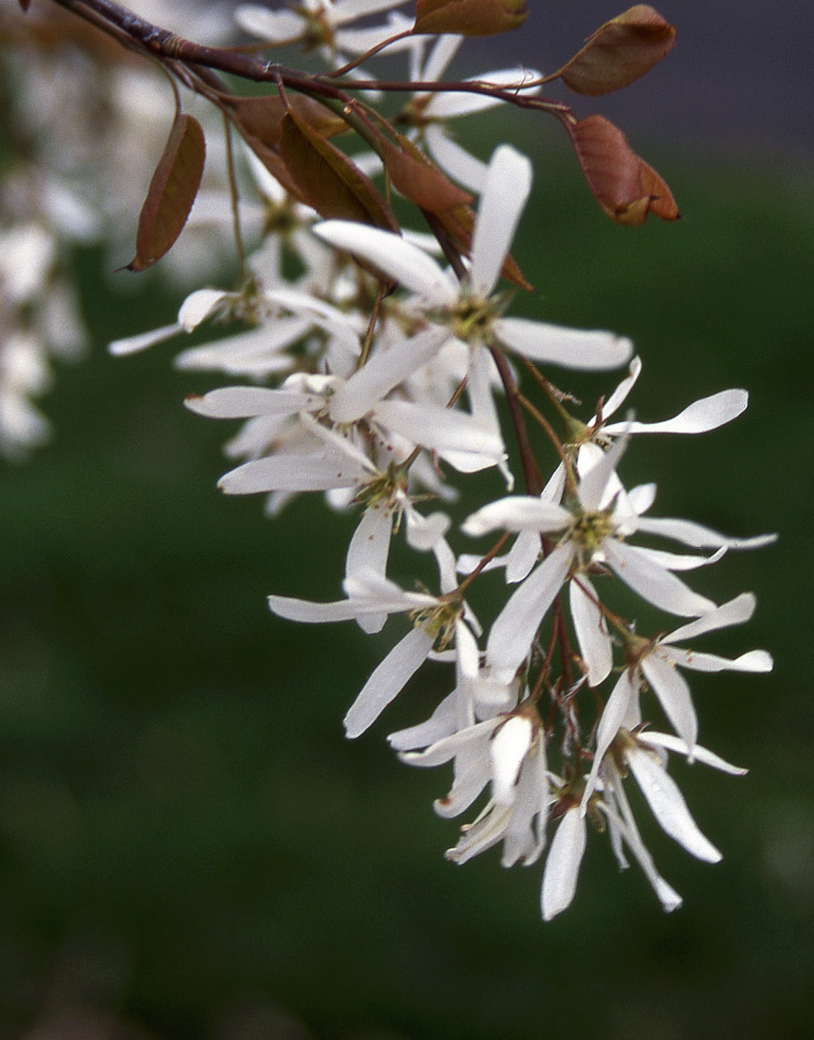 Amelanchier laevis Allegheny Serviceberry