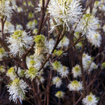 Fothergilla major Mount Airy Mount Airy Fothergilla