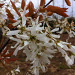 Amelanchier laevis Spring Flurry JFS Arb PP15304 Spring Flurry Serviceberry