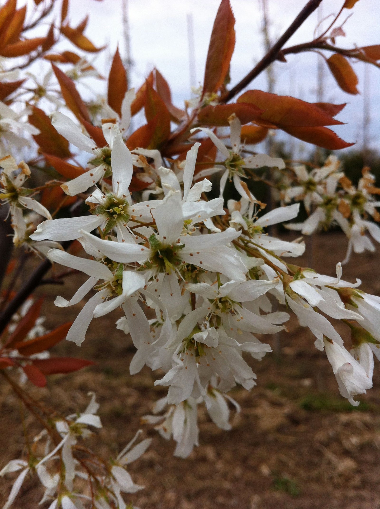 Amelanchier laevis Spring Flurry JFS Arb PP15304 Spring Flurry Serviceberry