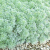 Artemisia schmidtiana Silvermound Nana Silvermound Wormwood