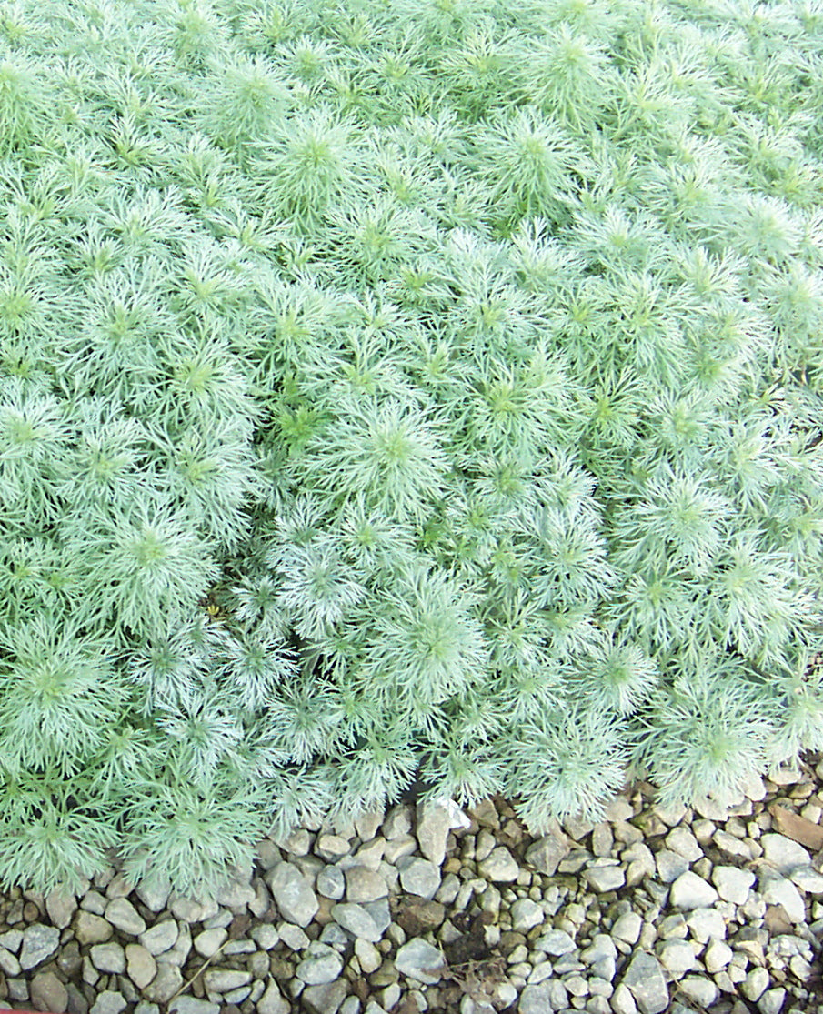 Artemisia schmidtiana Silvermound Nana Silvermound Wormwood