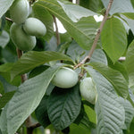 Asimina triloba Pawpaw