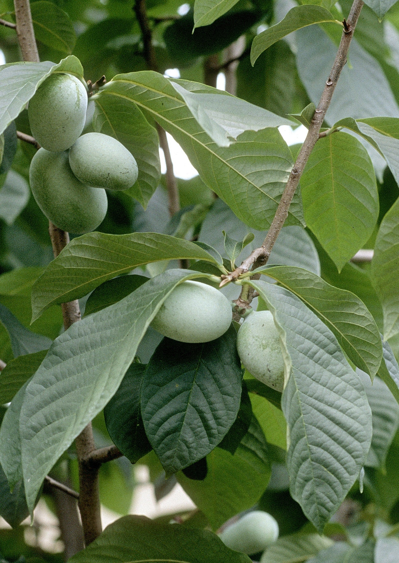 Asimina triloba Pawpaw