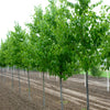 Betula alleghaniensis Yellow Birch