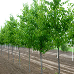 Betula alleghaniensis Yellow Birch