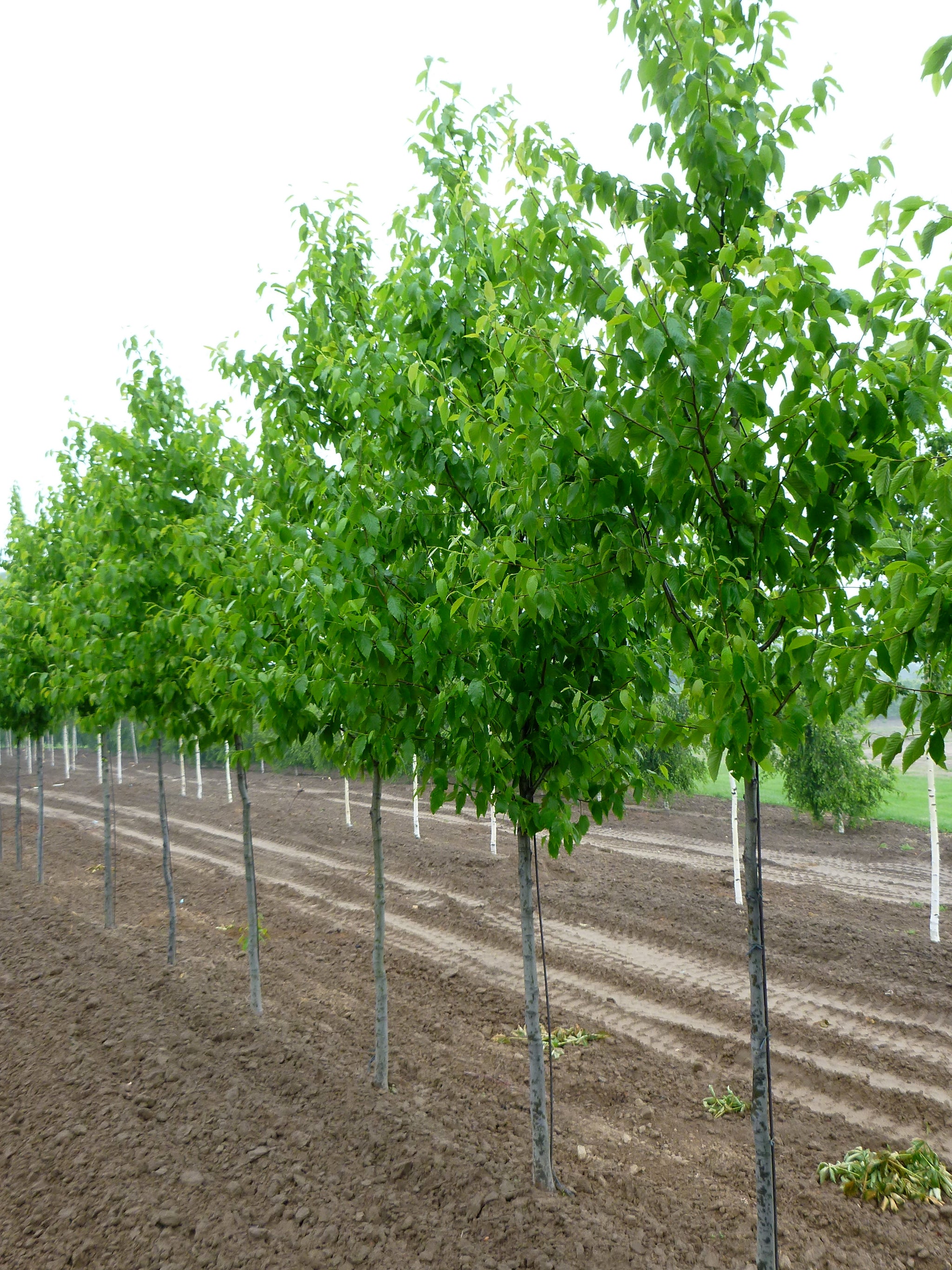 Betula alleghaniensis Yellow Birch