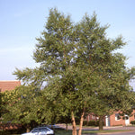 Betula nigra River Birch