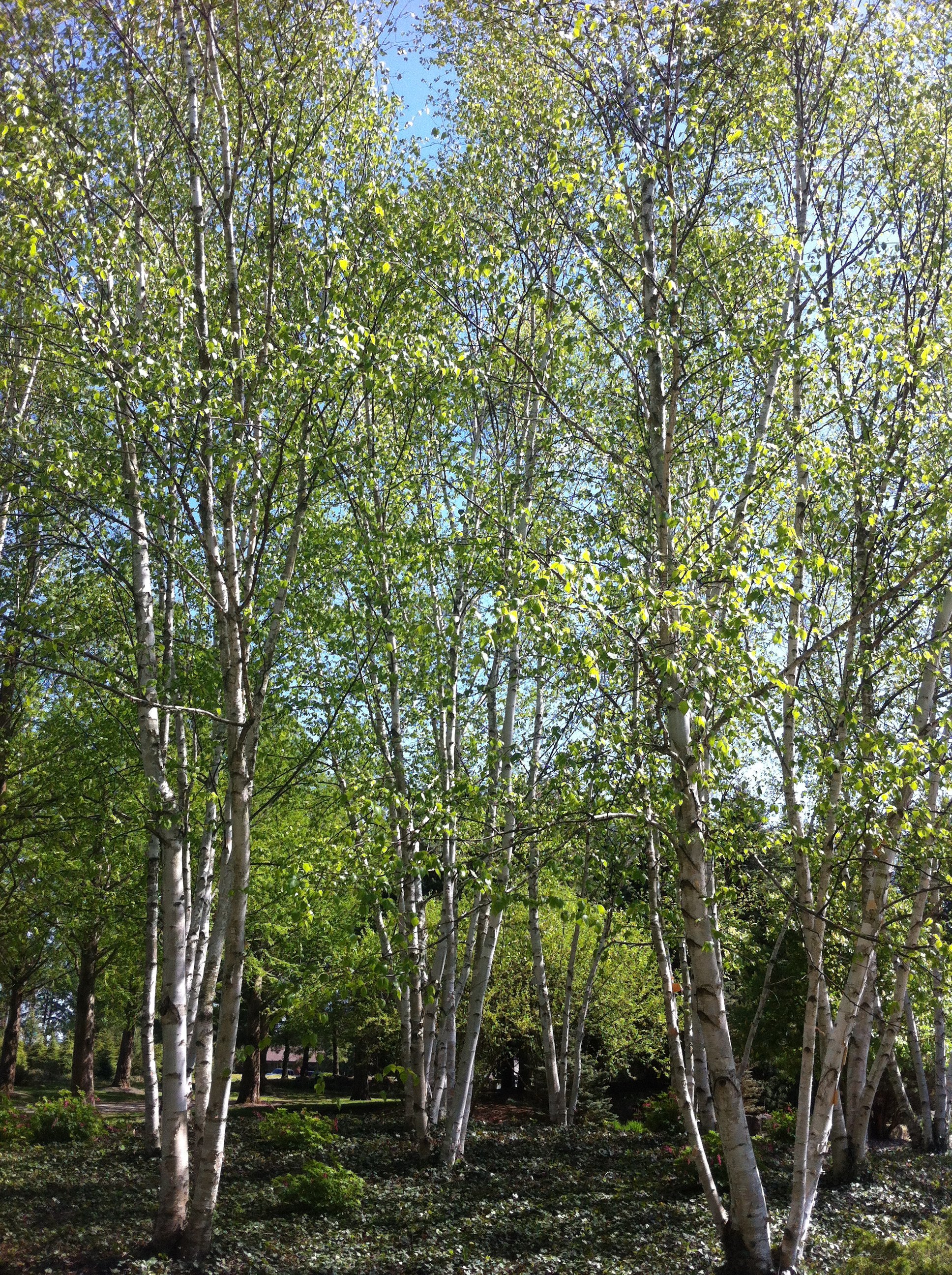 Betula papyrifera Paper Birch