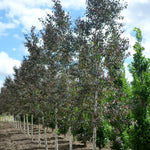 Betula x grandiflora Royal Frost Penci 2 Royal Frost Birch