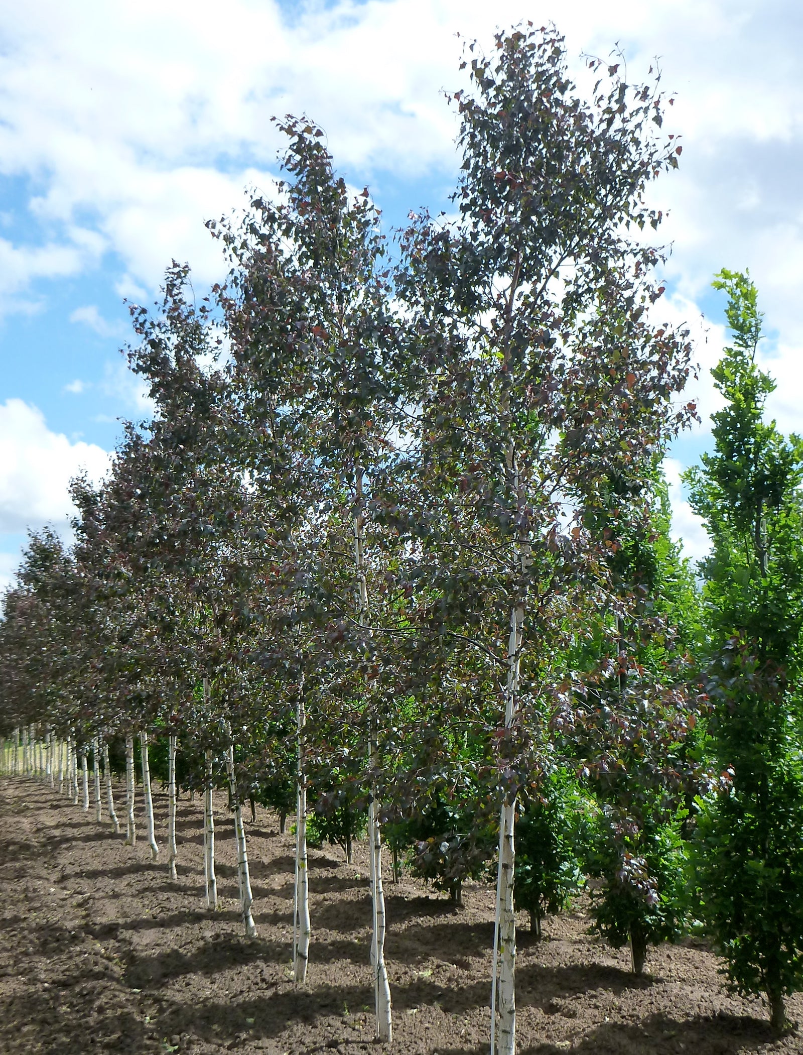 Betula x grandiflora Royal Frost Penci 2 Royal Frost Birch