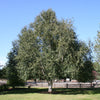 Betula utilis var. jacquemontii Jacquemontii Birch