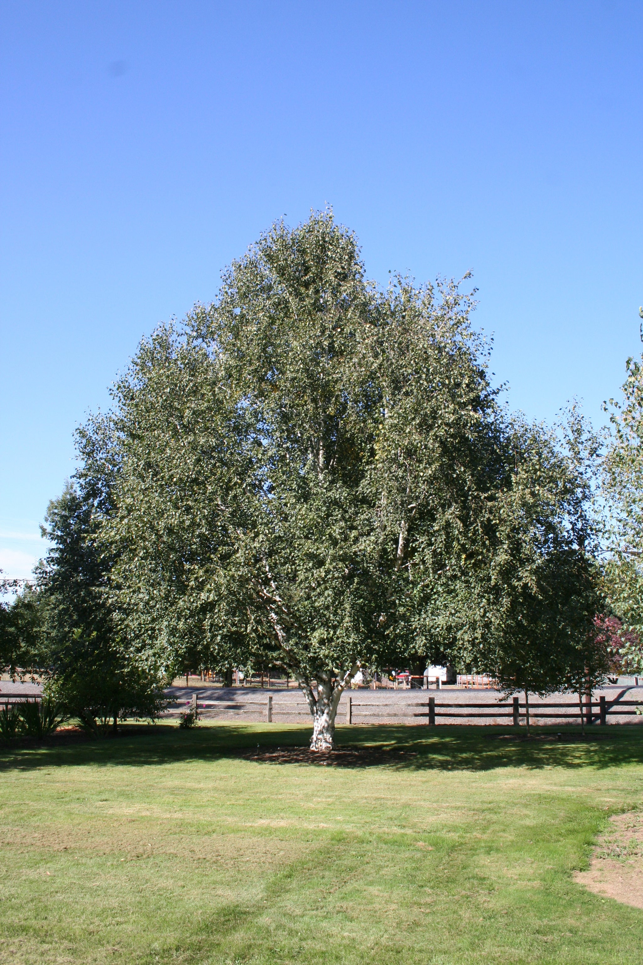 Betula utilis var. jacquemontii Jacquemontii Birch