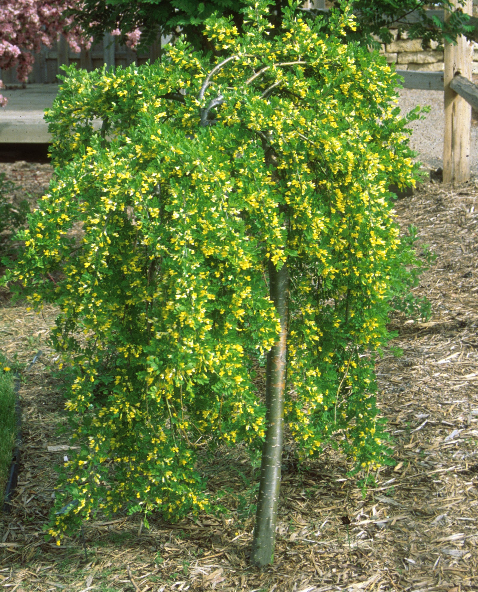 Caragana arborescens Pendula Weeping Peashrub